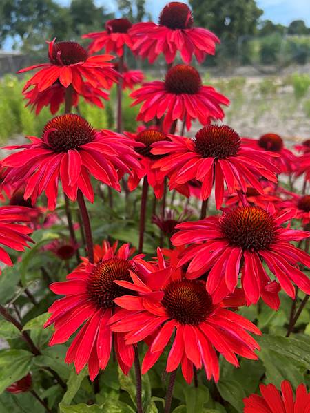 Echinacea hybrida Hot Summer Improved ® C1,5