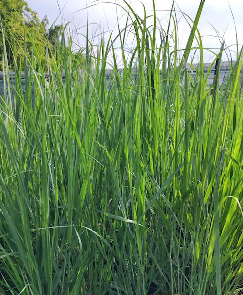 Panicum virgatum Northwind C2