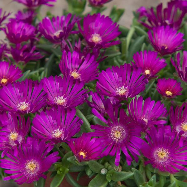 Delosperma hybrida Sundella ®  Neon C1,5