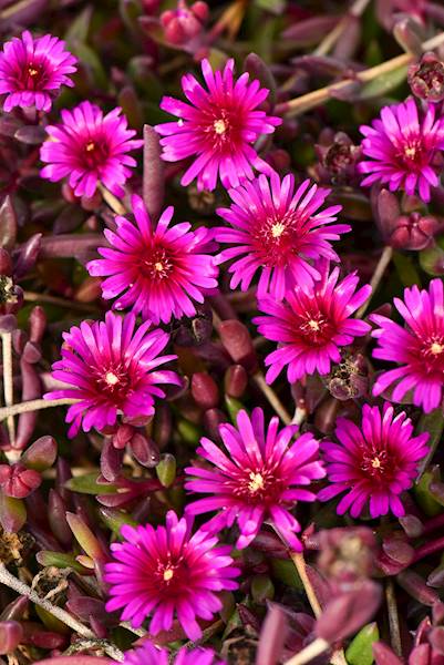 Delosperma cooperi Desert Dancer Purple ® C1,5