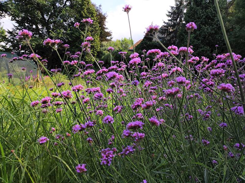 Verbena bonariensis C1,5