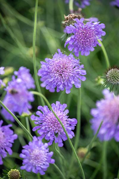 Scabiosa columbaria Butterfly Blue p11