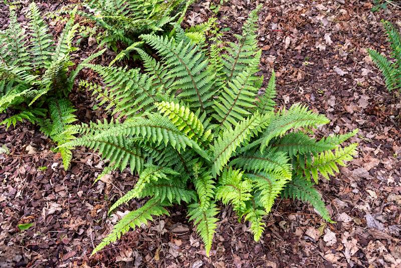 Polystichum yunnanense p11