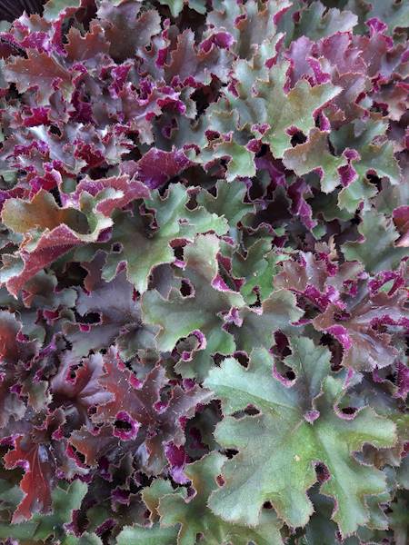 Heuchera Rex Red ® C1,5