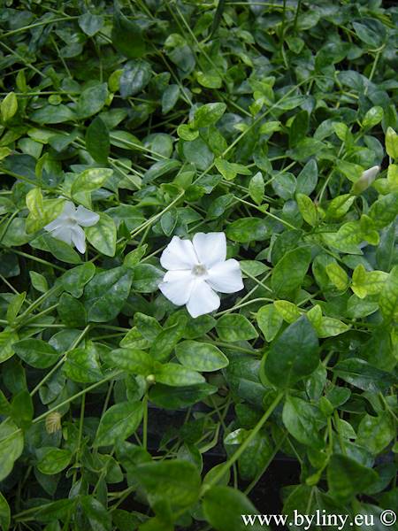 Vinca minor Gertrude Jekyll p9