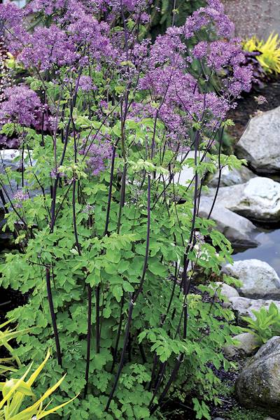 Thalictrum aquilegifolium Black Stocking ® C2