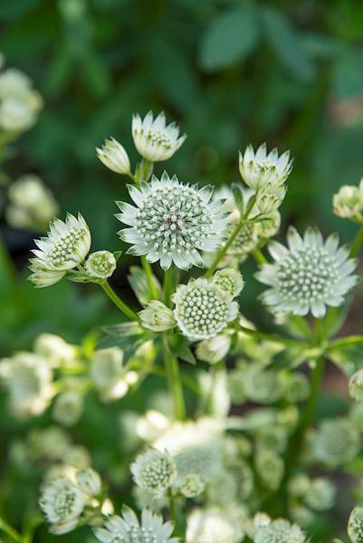 Astrantia major Astra White p11