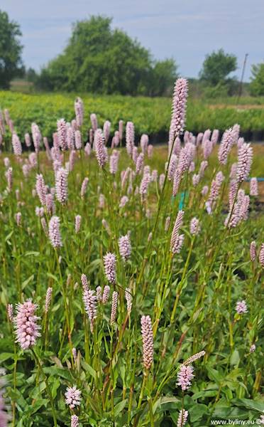 Persicaria bistorta C2