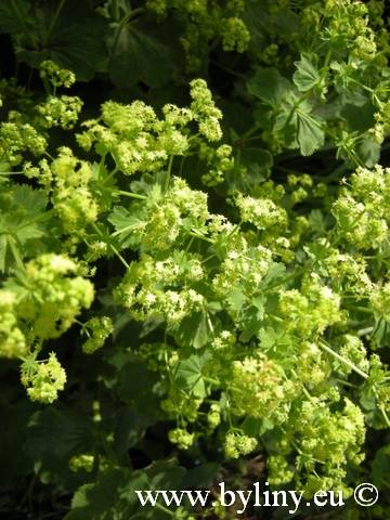 Alchemilla molis p9
