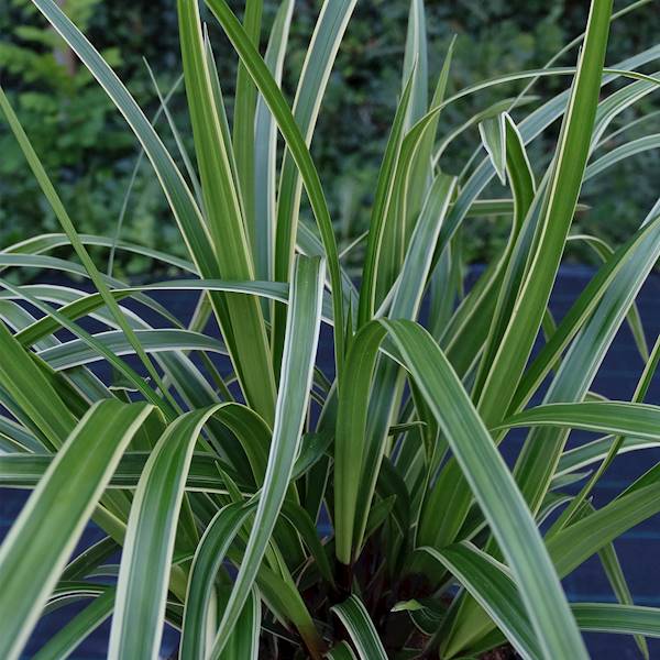 Carex morrovi Ice Dance p11