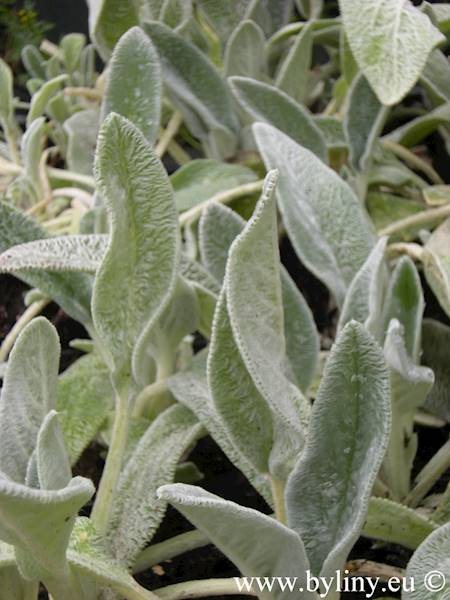 Stachys byzantina p9