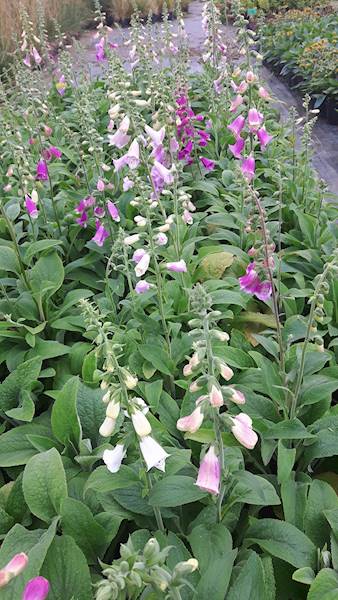 Digitalis purpurea p9
