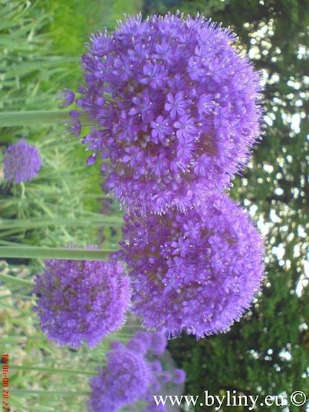 Allium Globemaster 18/20