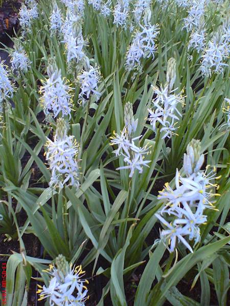 Camassia cusickii 14/+