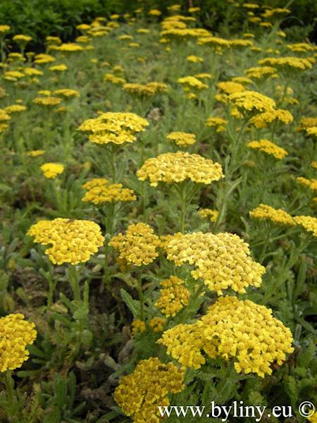 Achillea filipendulina Cloth of Gold C2