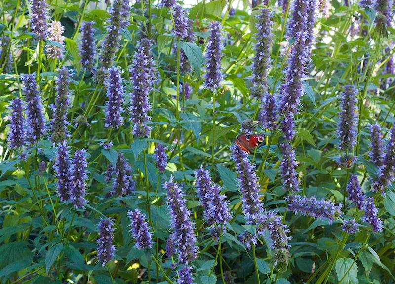 Agastache Black Adder C1,5