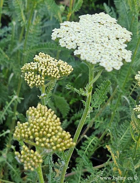 Achillea millefolium Alabaster C1,5