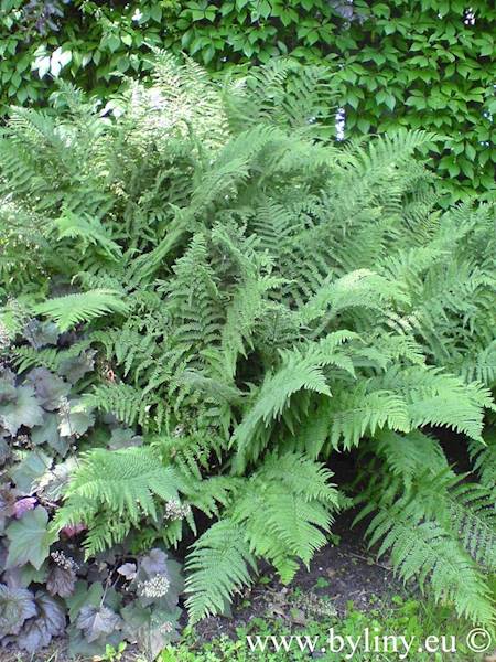 Dryopteris filix - mas C1,5