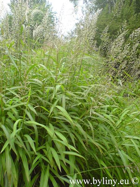 Spodiopogon sibiricus C2