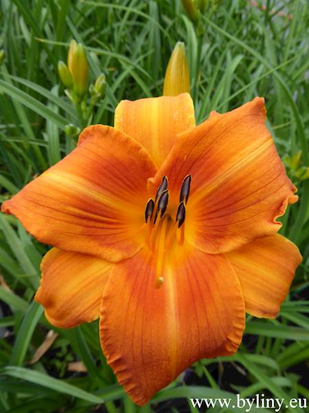 Hemerocallis Mauna Loa (H7) C3