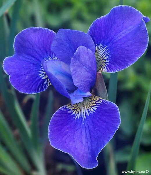 Iris sibirica Silver Edge C2