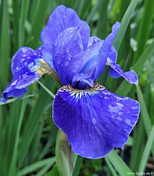 Iris sibirica Silver Edge C2