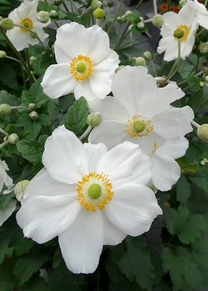 Anemone hybrida Honorine Jobert C1,5