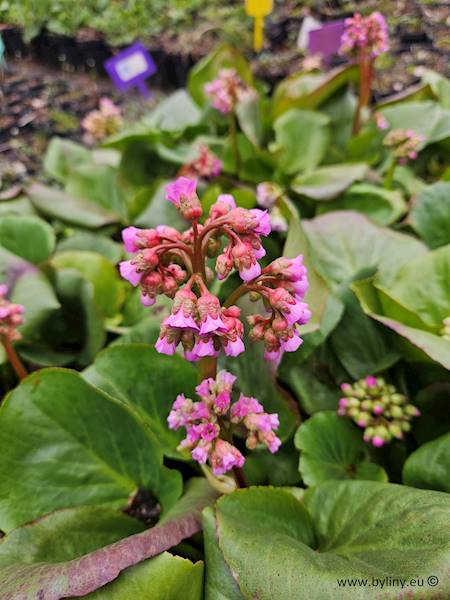 Bergenia cordifolia C1,5