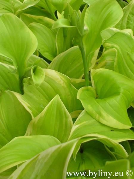 Hosta Fragrant Bouquet C2