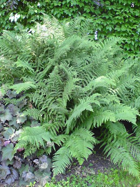 Dryopteris filix - mas C2