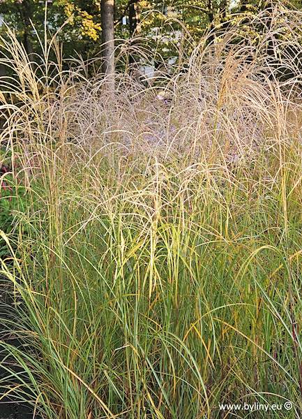 Miscanthus sinensis Silberspinne C2