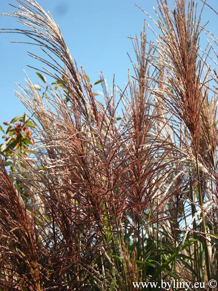 Miscanthus sinensis Rotsilber C2