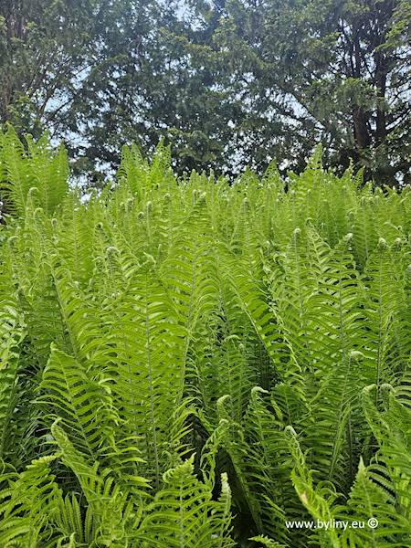 Matteuccia struthiopteris C1,5