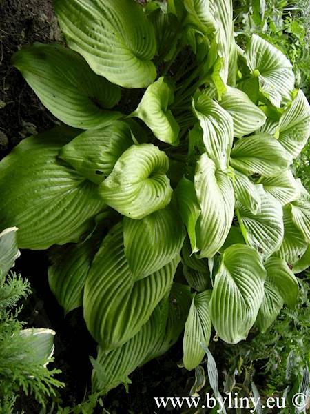Hosta Sum And Substance C3