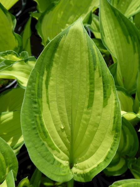 Hosta fortunei Albopicta C2