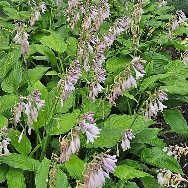 Hosta fortunei Albopicta C2