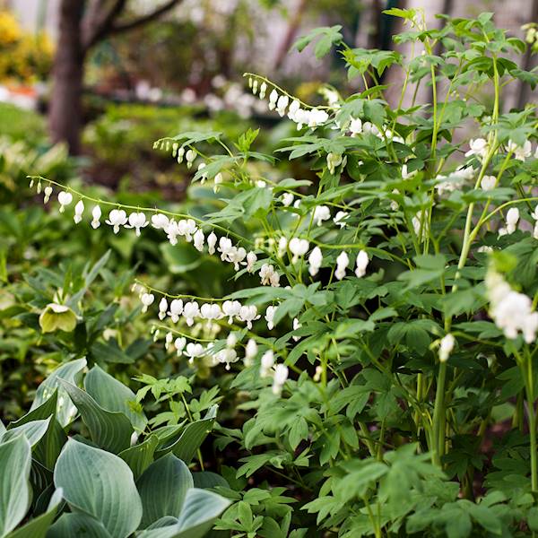 Dicentra spectabilis Alba C1,5