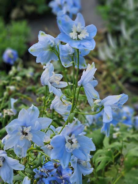 Delphinium Summer Skies C2