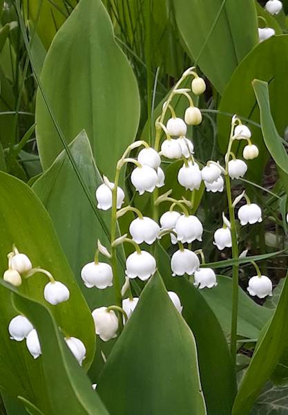 Convallaria majalis p9