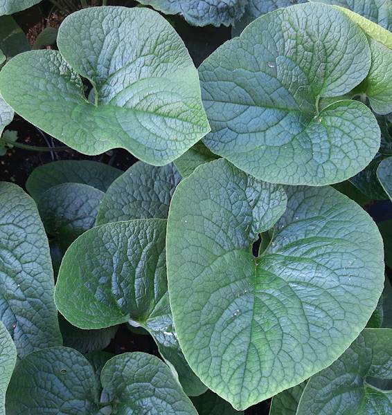 Brunnera macrophylla C1,5