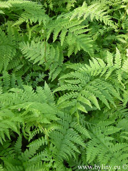 Athyrium filix-femina C1,5