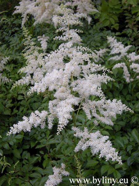 Astilbe x arendsii Brautschleier C2