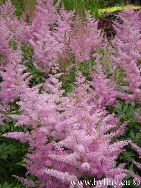 Astilbe x arendsii America C2