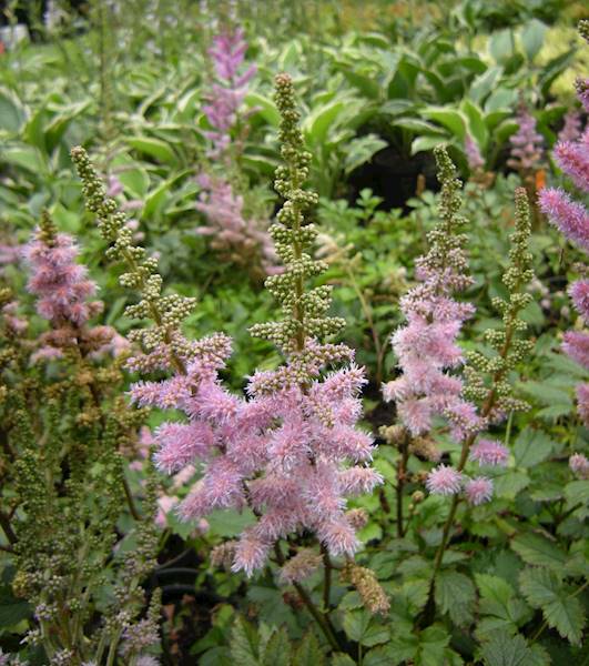 Astilbe chinensis Pumila C1,5
