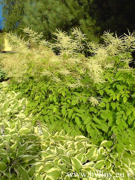 Aruncus dioicus C1,5