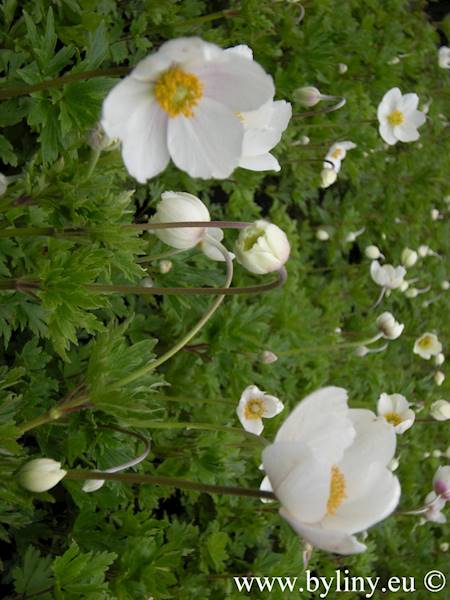 Anemone sylvestris p9