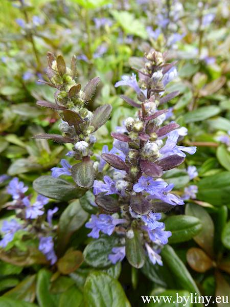 Ajuga tenorii Chocolate Chip p9