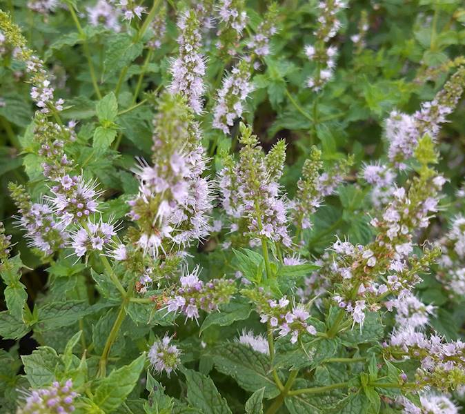 Mentha piperita C1,5