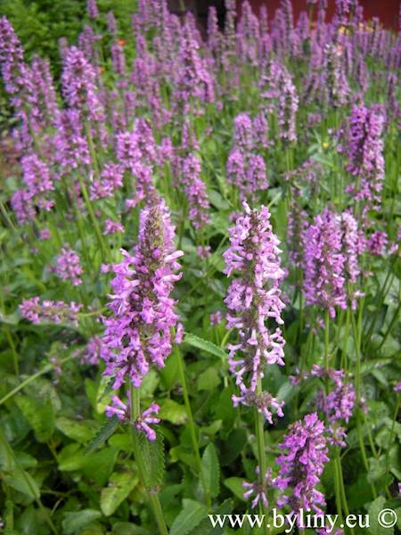 Stachys officinalis Rosea C1,5