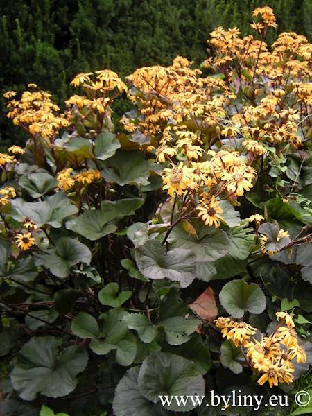 Ligularia dentata C1,5